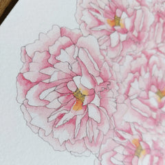 Pink Peonies Art Print