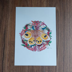 Penny + Lesh Collab Collection, Common Tussock Butterfly, Penny+Lesh Collab, art prints, Penny Royal Design