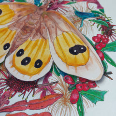 Penny + Lesh Collab Collection, Common Tussock Butterfly, Penny+Lesh Collab, art prints, Penny Royal Design