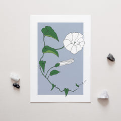 Mum's Garden Convolvulus Art Print, mums garden collection
